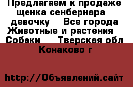 Предлагаем к продаже щенка сенбернара - девочку. - Все города Животные и растения » Собаки   . Тверская обл.,Конаково г.